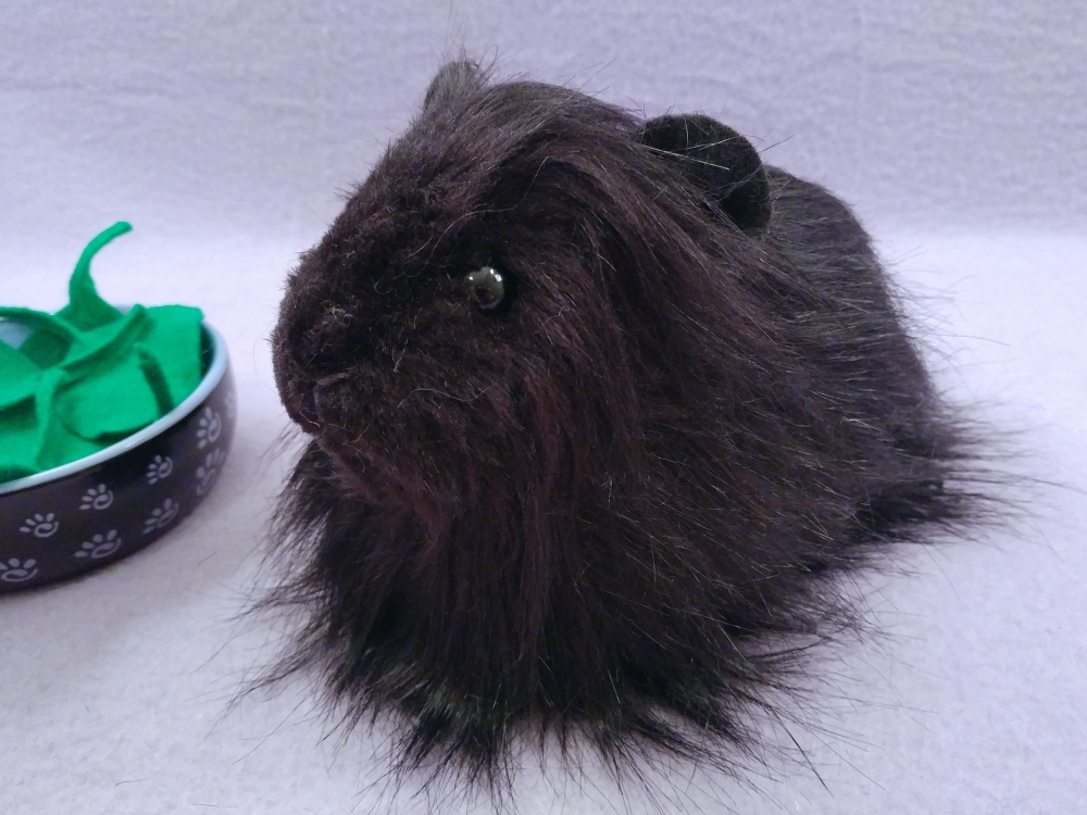All black hot sale guinea pig