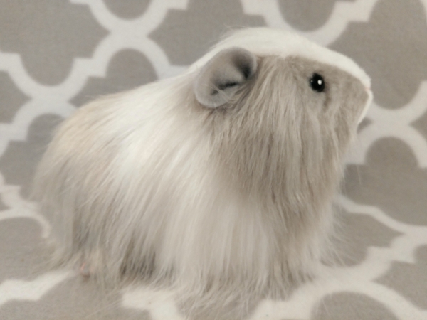 Grey long sale haired guinea pig