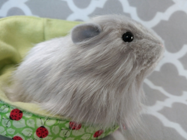 Gray guinea pig best sale