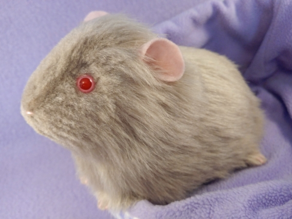 Big Lilac Grey Guinea Pig Plushie