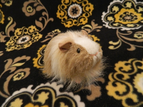 Little Beige Dutch Longhaired Guinea Pig Plushie