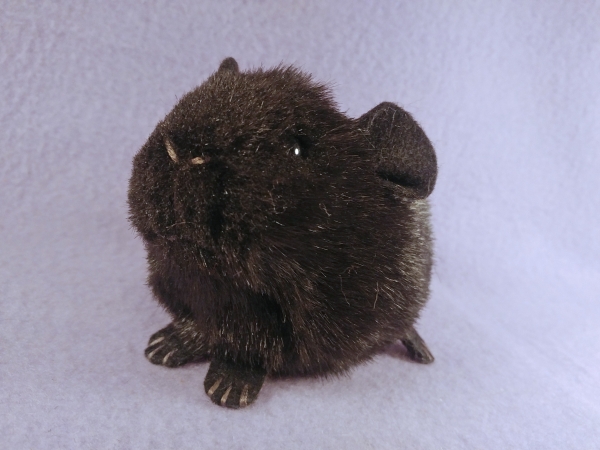 Little Black Shorthaired Guinea Pig Plushie
