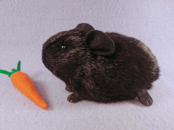 Little Black Shorthaired Guinea Pig Plushie