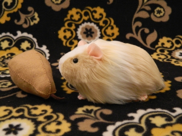 Little Buff Dutch Guinea Pig Plushie