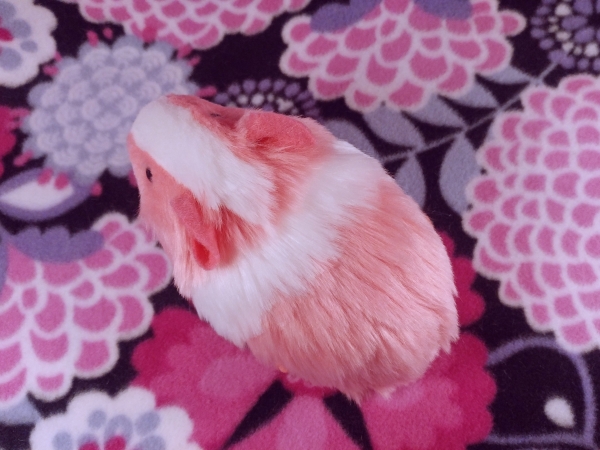 Little Hot Pink Dutch Guinea Pig Plushie
