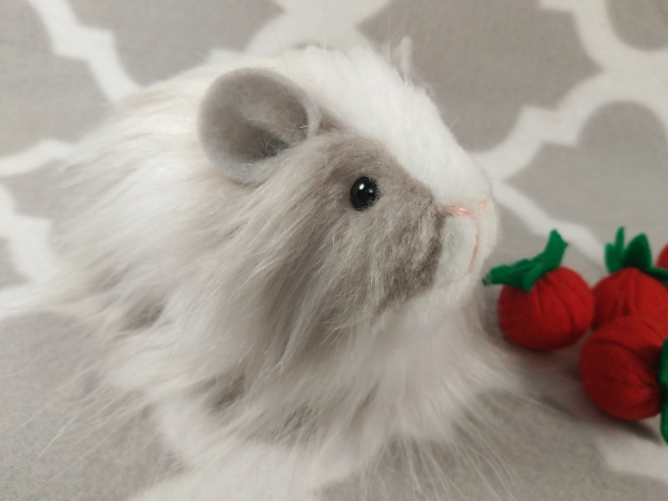 White and shop grey guinea pig