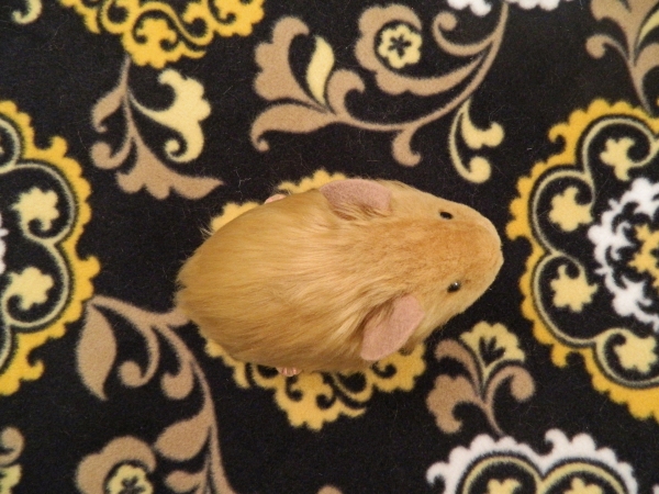 Little Tan Guinea Pig Plushie
