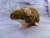 Agouti Brown Berkshire Rat Plushie