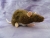 Agouti Brown Berkshire Rat Plushie