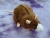 Agouti Brown Blazed Rat Plushie