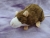 Agouti Brown Blazed Rat Plushie
