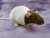 Agouti Brown Capped Rat Plushie