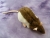 Agouti Brown Hooded Rat Plushie