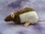 Agouti Brown Hooded Rat Plushie
