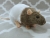 Agouti Grey Bareback Rat Plushie