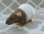 Agouti Grey Bareback Rat Plushie