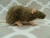 Agouti Grey Berkshire Rat Plushie