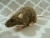 Agouti Grey Berkshire Rat Plushie