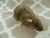Agouti Grey Berkshire Rat Plushie
