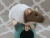 Agouti Grey Capped Rat Plushie
