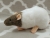 Agouti Grey Capped Rat Plushie