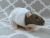 Agouti Grey Capped Rat Plushie