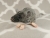 Agouti Grey Mouse Plushie with White Belly