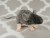 Agouti Grey Mouse Plushie with White Belly