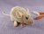 Beige Mouse Plushie with Tan Belly