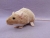 Beige Berkshire Rat Plushie
