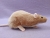 Beige Berkshire Rat Plushie
