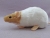 Beige Capped Rat Plushie