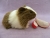 Big Agouti Dutch Guinea Pig Plushie