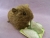 Big Agouti Guinea Pig Plushie