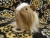 Big Beige Dutch Longhaired Guinea Pig Plushie