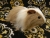 Big Beige Dutch Longhaired Guinea Pig Plushie