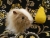 Big Beige Dutch Longhaired Guinea Pig Plushie