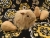 Big Beige Longhaired Guinea Pig Plushie