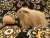 Big Beige Longhaired Guinea Pig Plushie