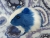 Big Blue Dutch Guinea Pig Plushie