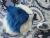 Big Blue Dutch Guinea Pig Plushie