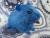Big Blue Guinea Pig Plushie