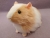 Big Buff Dutch Guinea Pig Plushie