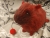 Big Cherry Bomb Guinea Pig Plushie