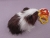Big Dark Brown Dutch Longhaired Guinea Pig Plushie