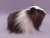 Big Dark Brown Dutch Longhaired Guinea Pig Plushie