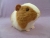 Big Golden Brown Dutch Guinea Pig Plushie