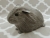 Big Grey Guinea Pig Plushie
