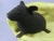 Big Black Hairless Guinea Pig Plushie