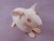 Big Hairless Guinea Pig Plushie